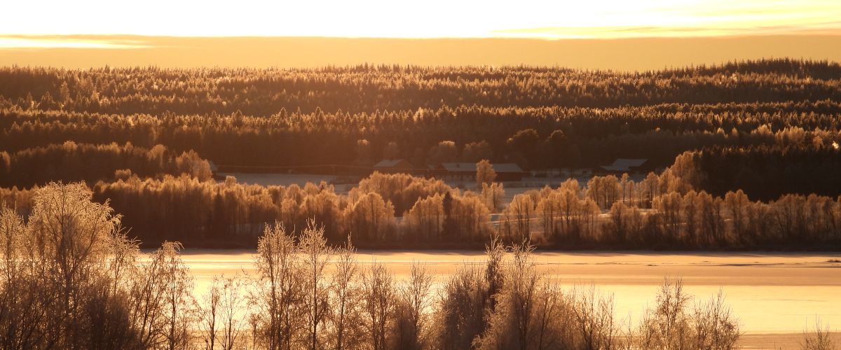 Bild Örträsket vinter